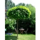 CATALPA KATALPA na pniu kulista szczepiona - sadzonki 100 / 130 cm